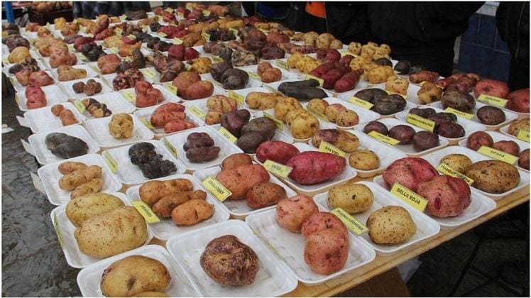 Presentan más de 200 variedades de papa en feria ecuatoriana
