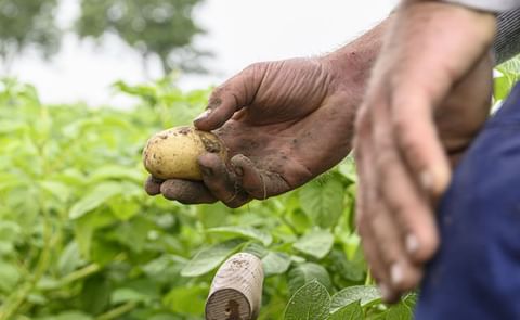 Seed potato company HZPC reports on positives after challenging COVID-19 year Seed potato company HZPC reports on positives after challenging COVID-19 year