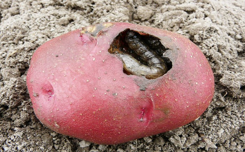 Potato tuber cut by cutworm larva. Potato tuber cut by cutworm larva.