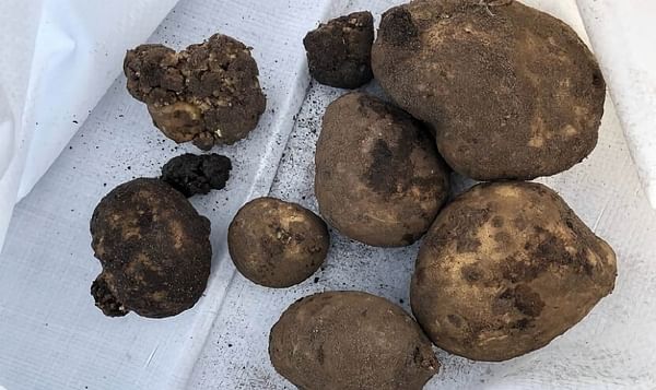 Previously unknown variant of potato wart disease discovered in the Netherlands