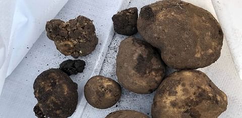 Previously unknown variant of potato wart disease discovered in the Netherlands