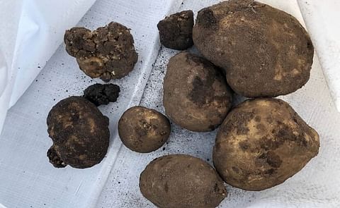 Previously unknown variant of potato wart disease discovered in the Netherlands Previously unknown variant of potato wart disease discovered in the Netherlands