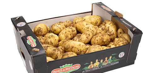 France: the extra early Primaline potato has arrived!