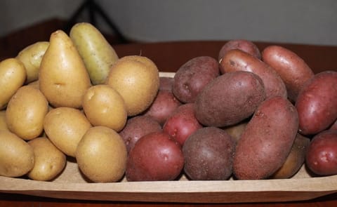 Honduras realizó su primer congreso del cultivo de papa Honduras realizó su primer congreso del cultivo de papa