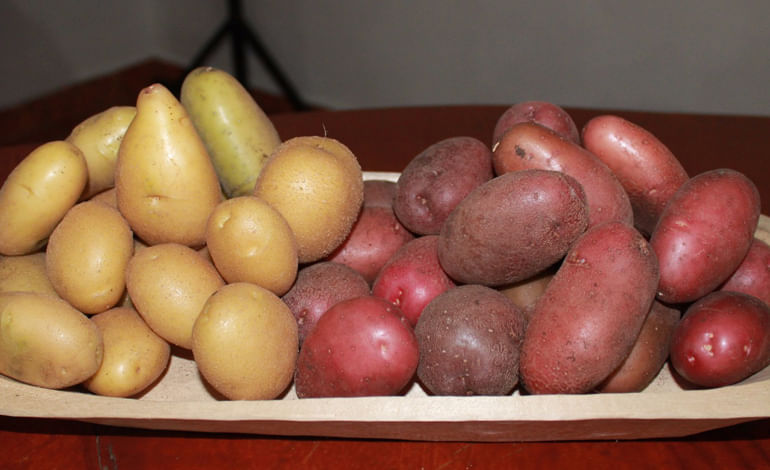 Honduras realizó su primer congreso del cultivo de papa