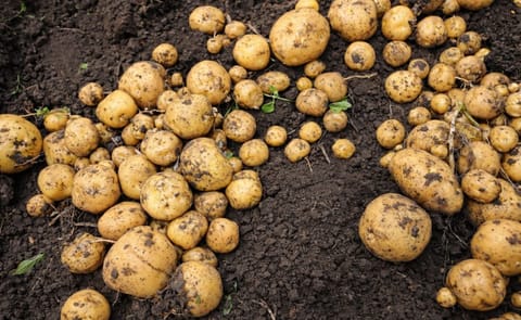 Colombia: Primera cosecha de papas criollas más nutritivas Colombia: Primera cosecha de papas criollas más nutritivas