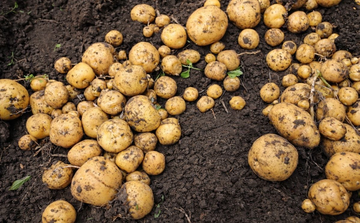 Colombia: Primera cosecha de papas criollas más nutritivas