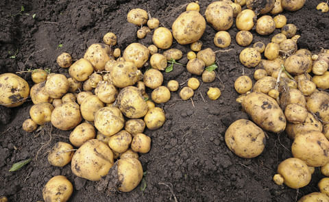 Colombia: Primera cosecha de papas criollas más nutritivas Colombia: Primera cosecha de papas criollas más nutritivas