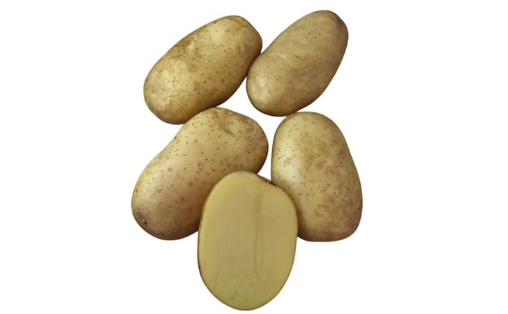 PRIMUS PRIMUS