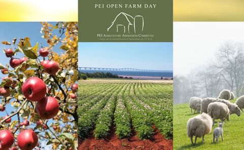 Prince Edward Island Open Farm Day is this Sunday, September 18th, with thirty farms across the province opening their doors to welcome the public. Three potato farms are welcoming visitors this year. Prince Edward Island Open Farm Day is this Sunday, September 18th, with thirty farms across the province opening their doors to welcome the public. Three potato farms are welcoming visitors this year.