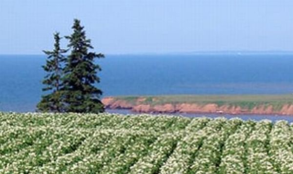 Potato Field in bloom on Prince Edward Island, Canada-