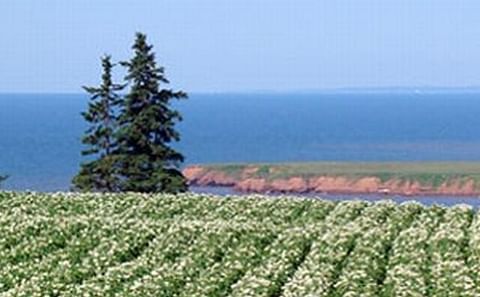 Prince Edward Island Potato Growers receive 2 million additional support for Metal Detection 