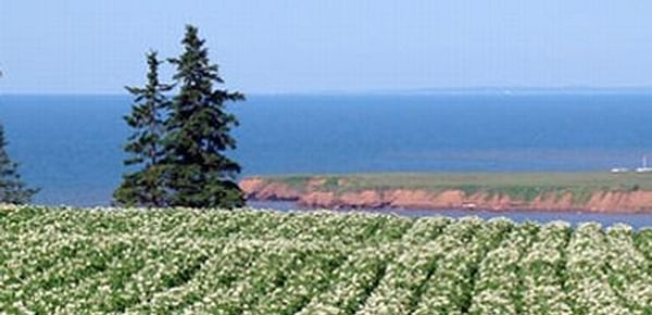 Potato Field in bloom on Prince Edward Island, Canada-