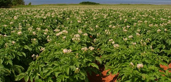 Potato Fields on Prince Edward Island now out in blossom