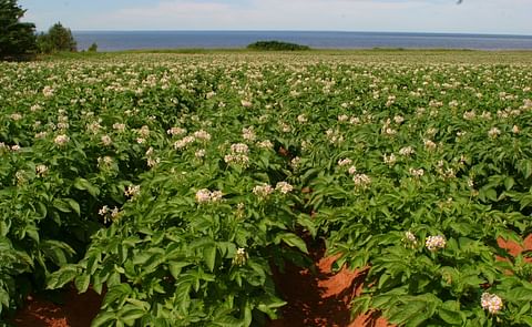 Driving around on Prince Edward Island roads (Canada) this time of year is particularly beautiful as the potato fields are now out in blossom. Driving around on Prince Edward Island roads (Canada) this time of year is particularly beautiful as the potato fields are now out in blossom.