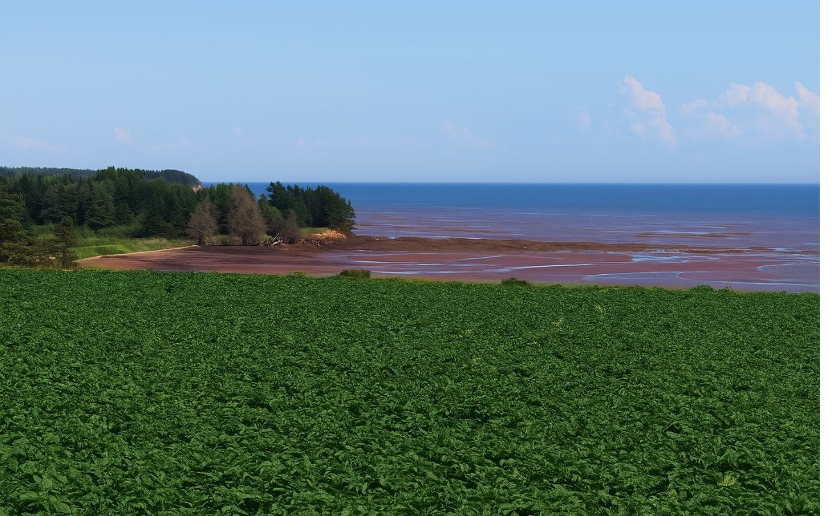 Potato Field near the coast on Prince Edward Island