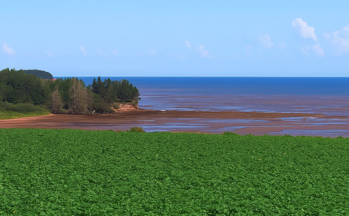 Potato Field on Prince Edward Island near the coast.