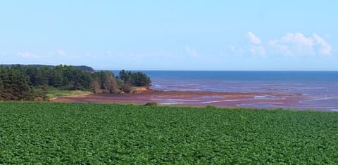 Prince Edward Island Potato Industry to improve marketable yield, profitability and sustainability in  &#039;Enhanced Agronomy Initiative&#039;