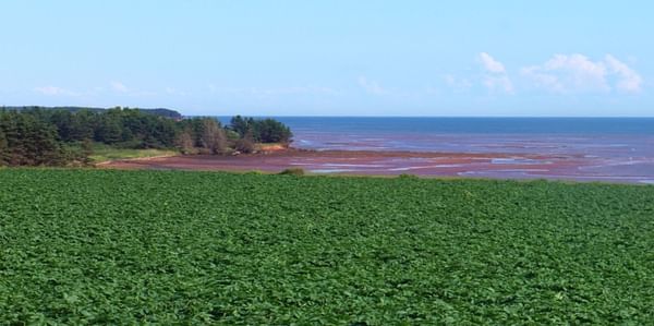 Prince Edward Island Potato Industry to improve marketable yield, profitability and sustainability in  &#039;Enhanced Agronomy Initiative&#039;