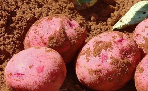 Prince Edward Island Potatoes Prince Edward Island Potatoes