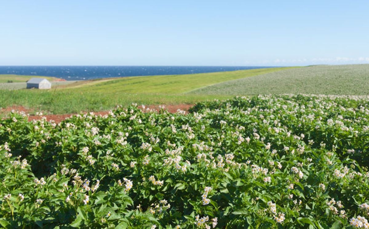 Scenic potato fields in Prince Edward Island, Canada, as the province marks the second annual International Day of Potato, celebrating 200 years of farming excellence. Scenic potato fields in Prince Edward Island, Canada, as the province marks the second annual International Day of Potato, celebrating 200 years of farming excellence.