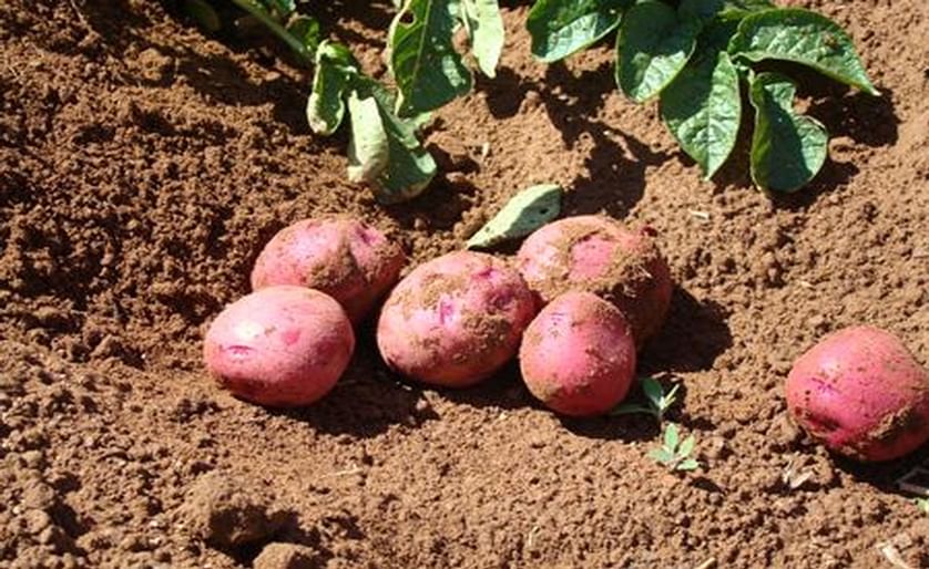Prince Edward Island Potatoes