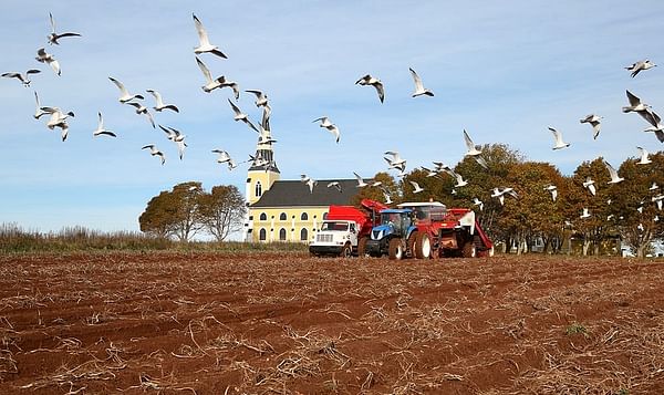 Potato Harvest Canada cut short by severe frost.