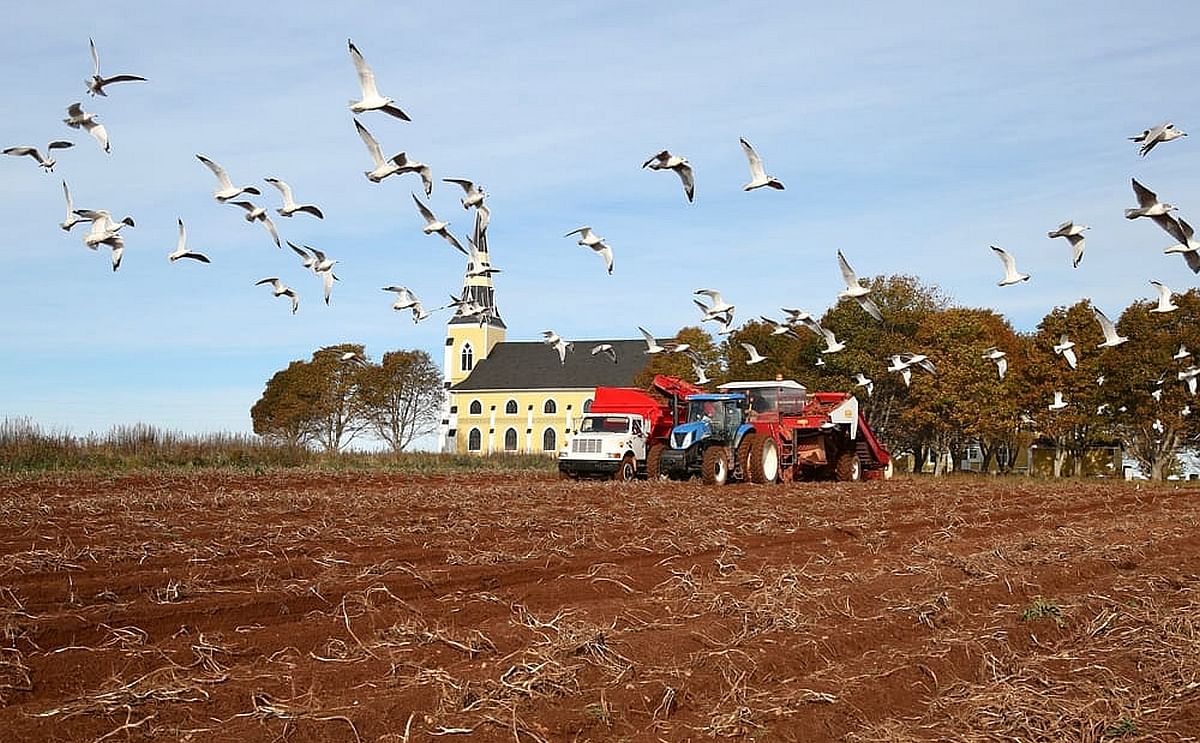 Potato Harvest Canada cut short by severe frost. Potato Harvest Canada cut short by severe frost.