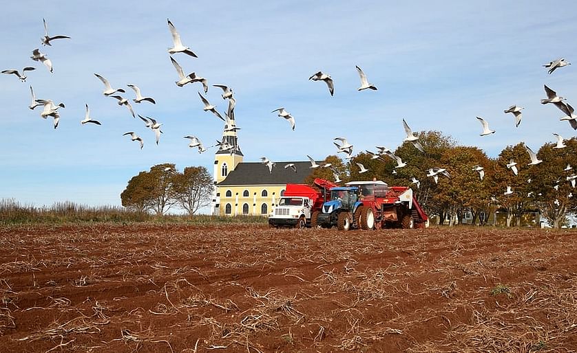 The weather in PEI this fall was rain, rain and more rain. Growers didn't have enough days of decent weather to dig potatoes out of the ground. The PEI Potato Board has described the weather as, "for the birds" on social media.