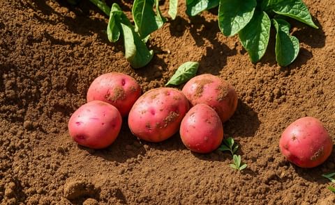 Prince Edward Island Potatoes Prince Edward Island Potatoes
