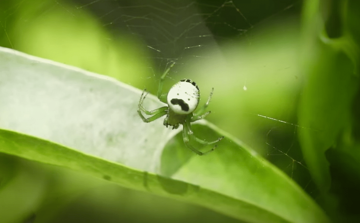 Campaña de Pringles para conseguir rebautizar una araña. Comparte un gran parecido con la cara representativa de la marca.