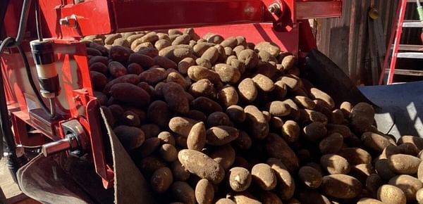 Potatoes, fresh from the field, bump onto a belt before being transferred to a storage shed outside of Boardman, Oregon.