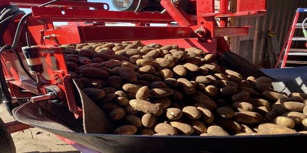 Potatoes, fresh from the field, bump onto a belt before being transferred to a storage shed outside of Boardman, Oregon.