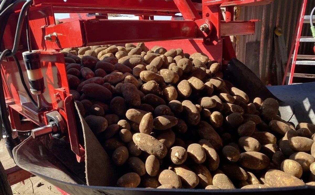 Potatoes, fresh from the field, bump onto a belt before being transferred to a storage shed outside of Boardman, Oregon. Potatoes, fresh from the field, bump onto a belt before being transferred to a storage shed outside of Boardman, Oregon.