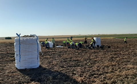 Con los datos ofrecidos por el Ministerio de Agricultura, Pesca y Alimentación sobre el cultivo se puede dar por cerrada la campaña de patata 2020 en España con dos datos contrapuestos.
Con los datos ofrecidos por el Ministerio de Agricultura, Pesca y Alimentación sobre el cultivo se puede dar por cerrada la campaña de patata 2020 en España con dos datos contrapuestos.