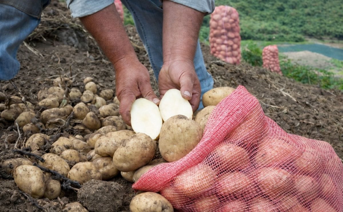 Venezuela: Escasez de insecticidas redujo producción de papa