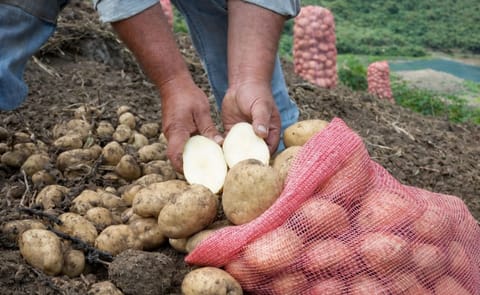 Venezuela: Escasez de insecticidas redujo producción de papa Venezuela: Escasez de insecticidas redujo producción de papa