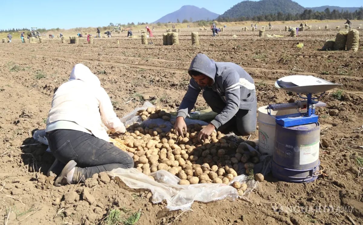 Productores también señalaron la falta de apoyo del gobierno con la eliminación de programas y subsidios. (Cortesía: CUARTOSCURO) Productores también señalaron la falta de apoyo del gobierno con la eliminación de programas y subsidios. (Cortesía: CUARTOSCURO)