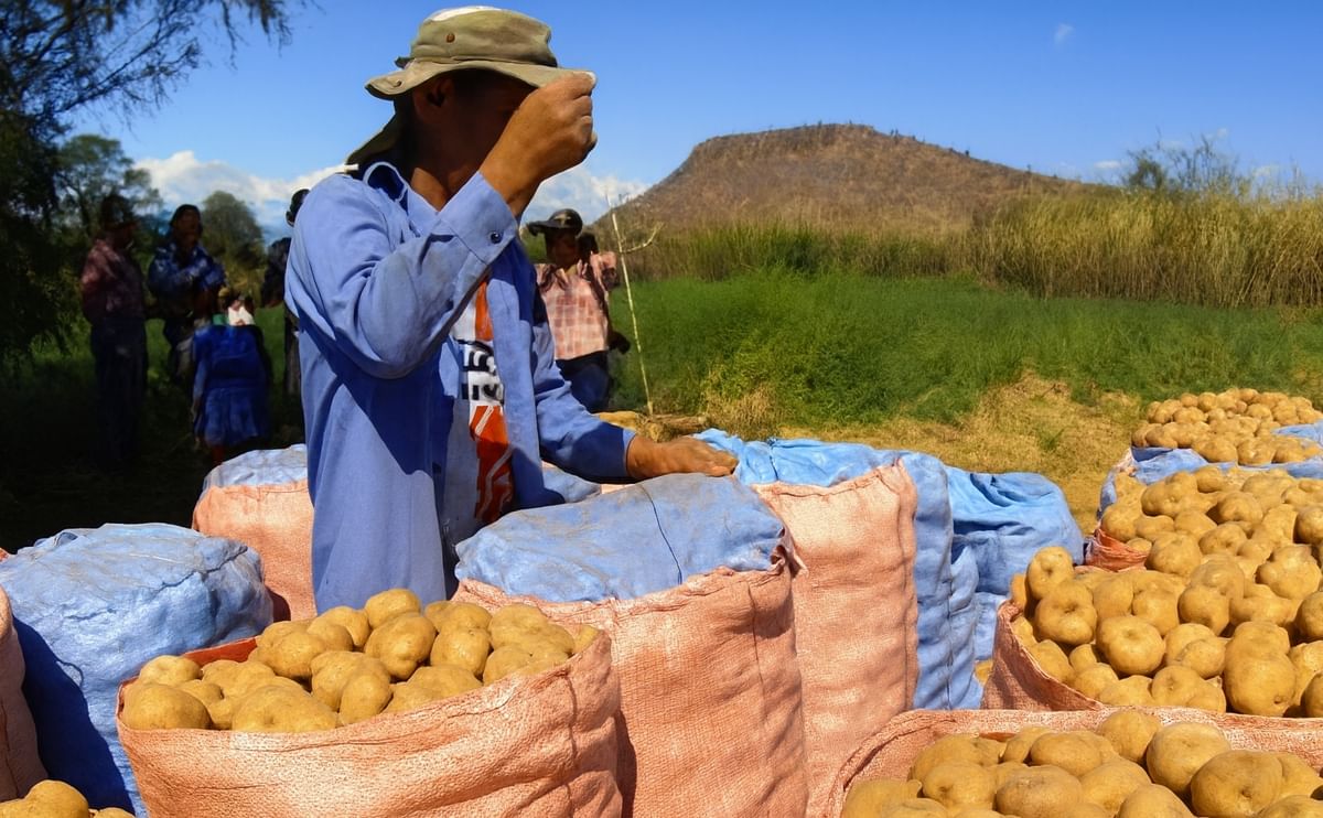 Bolivia 2025: 1,6 millones de toneladas de papa (+15%), área sembrada +18% e importaciones −99%; 2.423 variedades.
