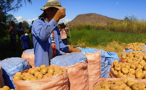 Bolivia 2025: 1,6 millones de toneladas de papa (+15%), área sembrada +18% e importaciones −99%; 2.423 variedades. Bolivia 2025: 1,6 millones de toneladas de papa (+15%), área sembrada +18% e importaciones −99%; 2.423 variedades.