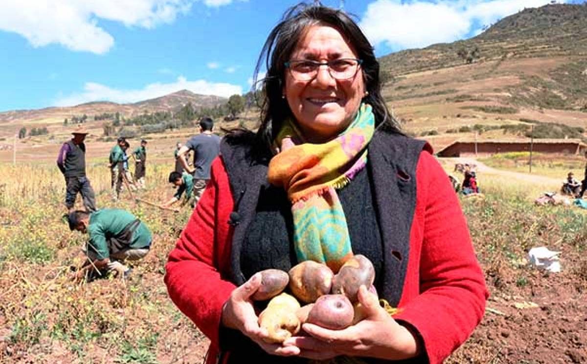 La papa es el sector más importante en la agricultura del país (Cortesía: Expreso) La papa es el sector más importante en la agricultura del país (Cortesía: Expreso)