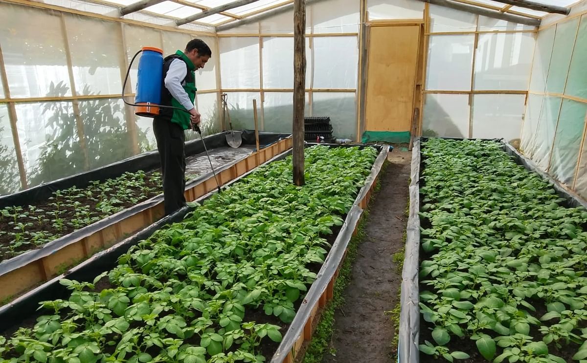 Perú: producción de semilla local desde invernáculos Perú: producción de semilla local desde invernáculos