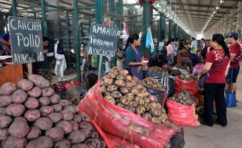 Colombia: la papa y la seguridad alimentaria Colombia: la papa y la seguridad alimentaria