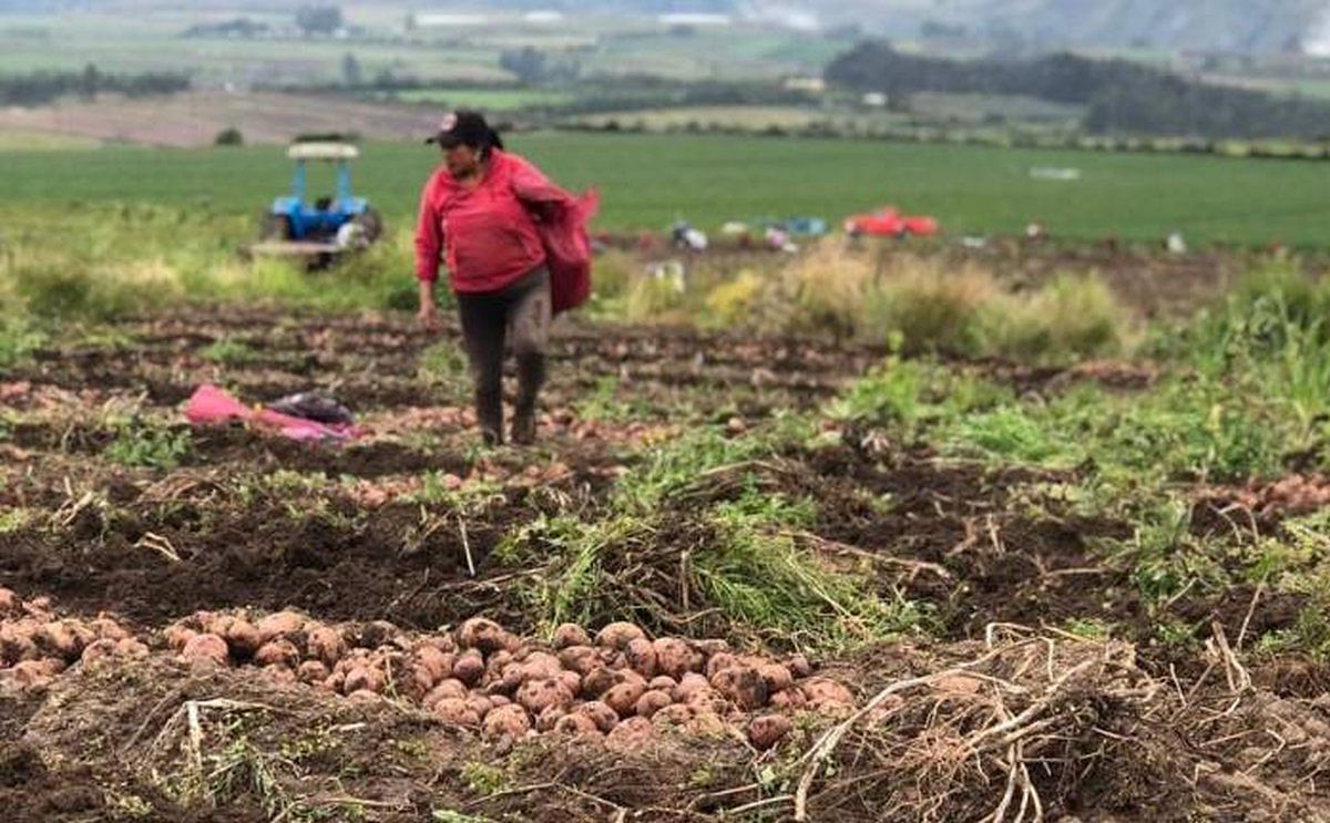 Importante crecimiento de la producción de papa en el Ecuador. Importante crecimiento de la producción de papa en el Ecuador.