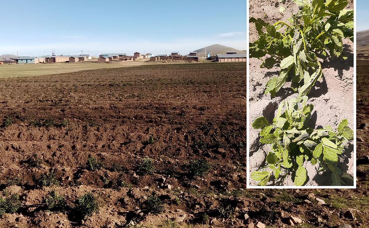 Perú: heladas dramáticas y perdidas de producción Perú: heladas dramáticas y perdidas de producción