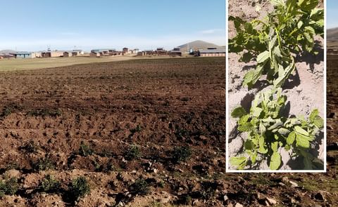 Perú: heladas dramáticas y perdidas de producción Perú: heladas dramáticas y perdidas de producción