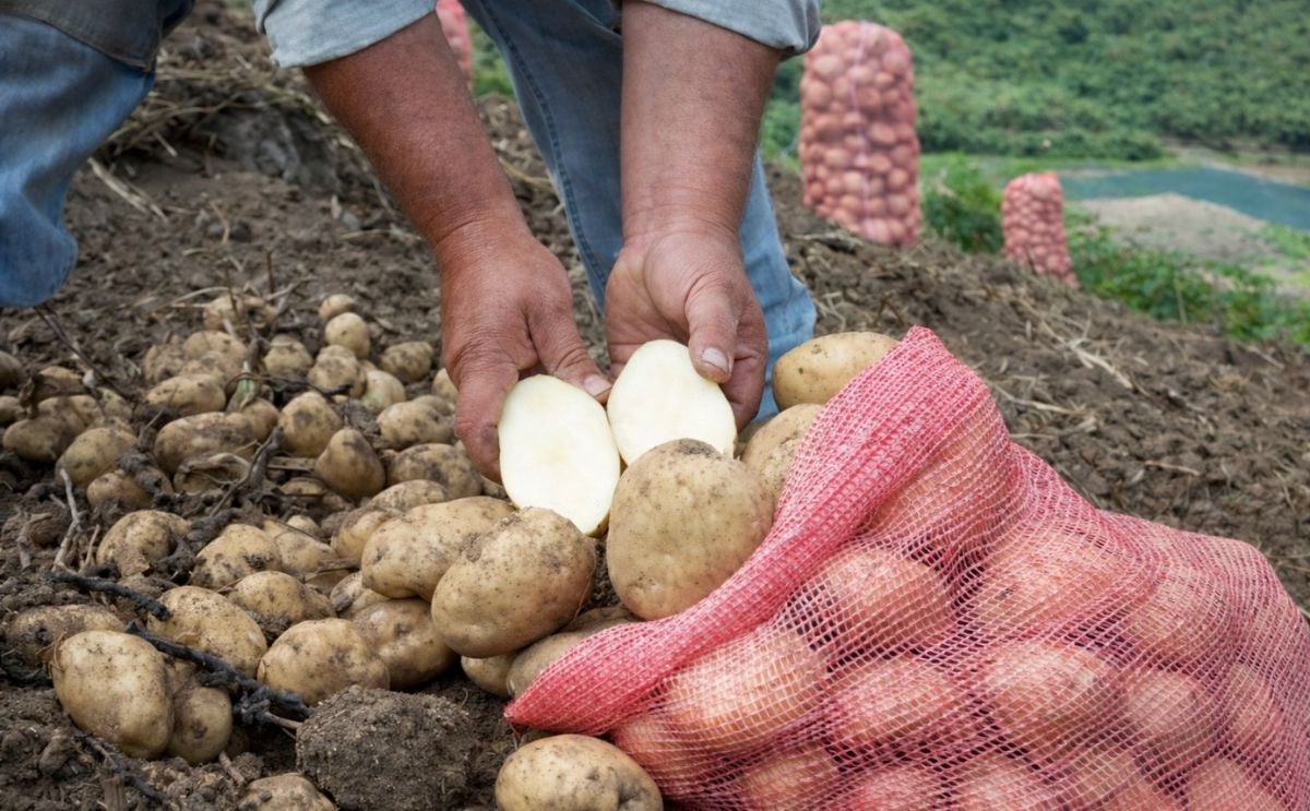 Venezuela: Escasez de insecticidas redujo producción de papa Venezuela: Escasez de insecticidas redujo producción de papa