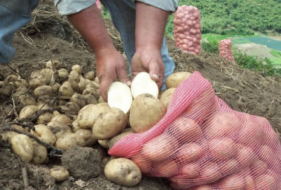 Venezuela: Escasez de insecticidas redujo producción de papa