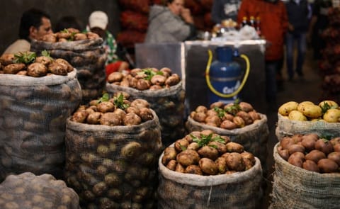 Producen nueva variedad de la papa en Colombia Producen nueva variedad de la papa en Colombia