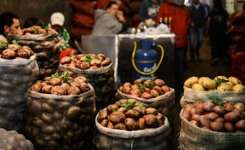 Producen nueva variedad de la papa en Colombia Producen nueva variedad de la papa en Colombia